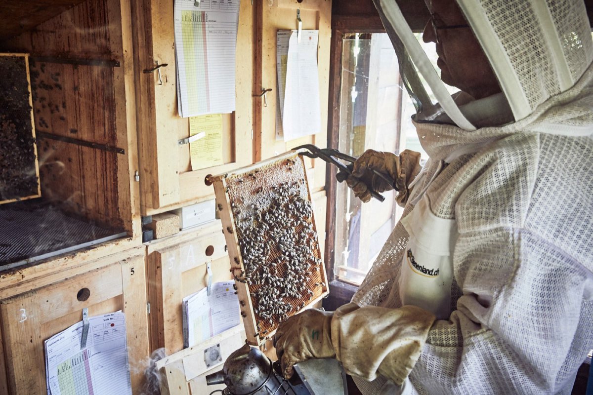 Beekeeper at work at the apiary