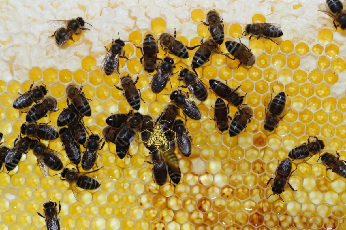 Bees on a freshly filled honeycomb