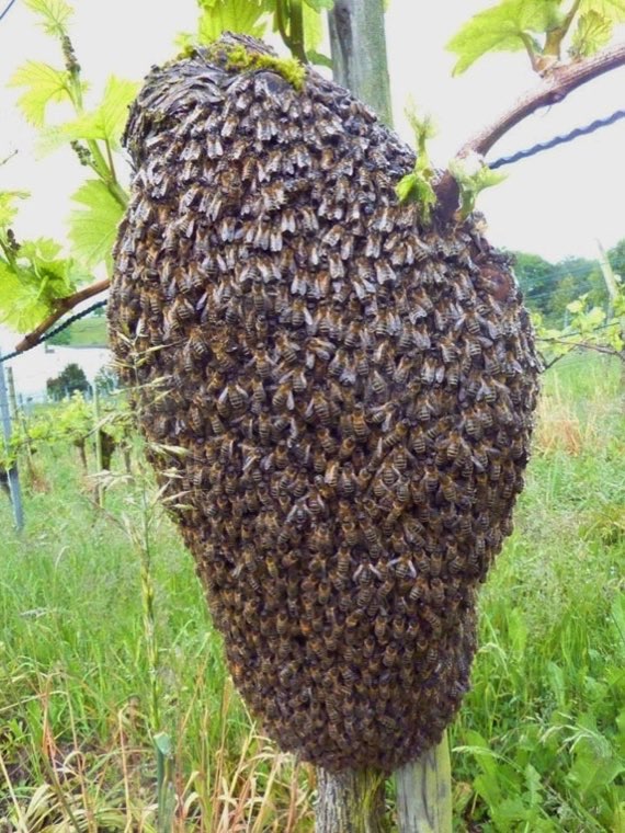 A swarm in Zurich Höngg