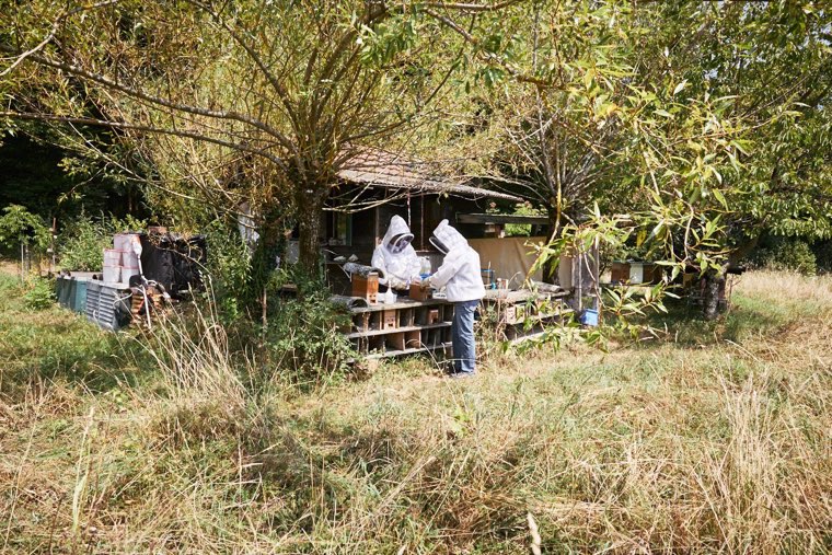 Apiary in Zurich Höngg