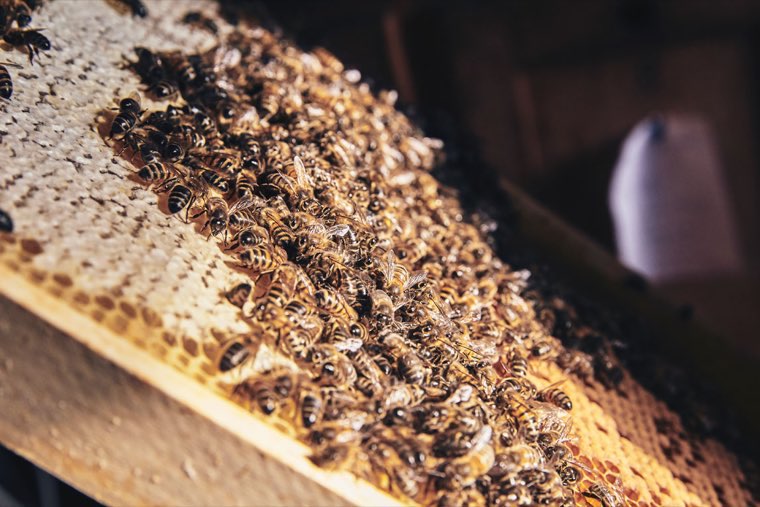 Apiary in Zurich Höngg