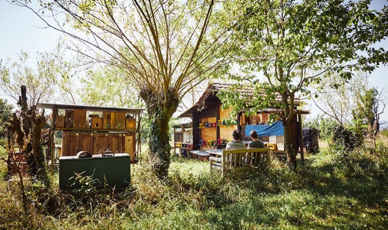 Apiary in Zurich Höngg