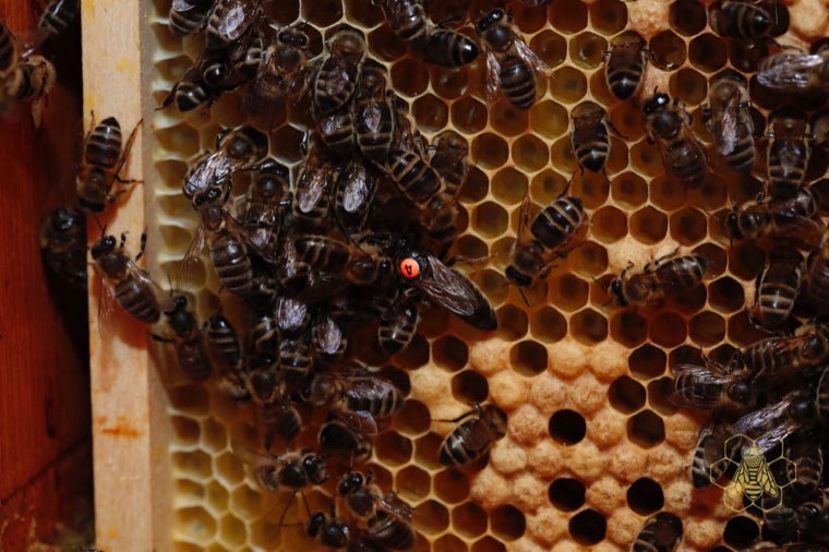 An impression from the apiary