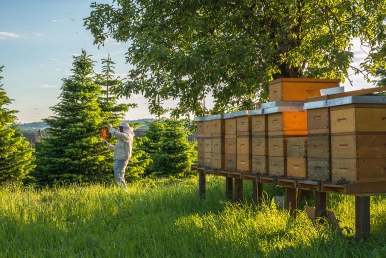 Bees in the country – around Lake Zurich