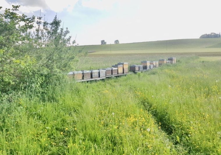 Bees in the country – around Lake Zurich