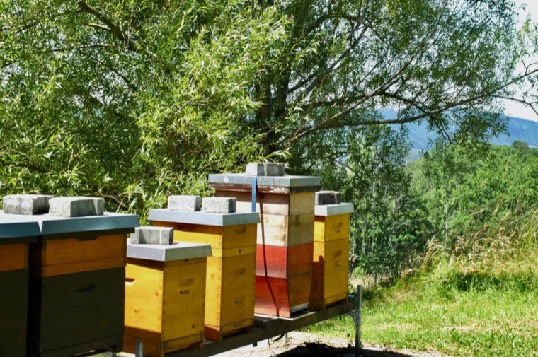 Teaching apiary in Zurich Witikon